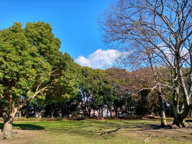 公園の風景