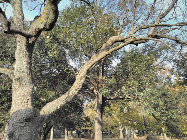 公園の風景その2