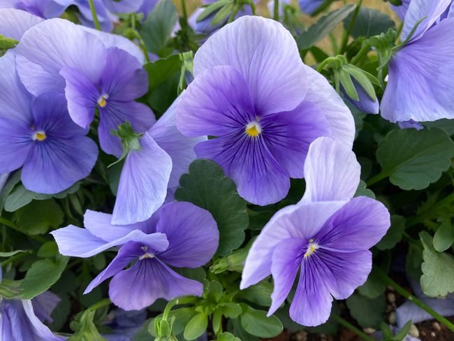 花の色彩は鮮やか