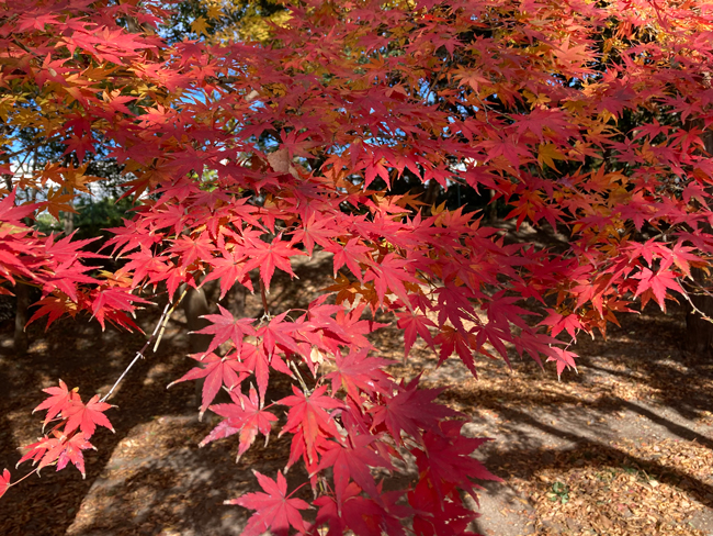 紅葉の色・輪郭もくっきり