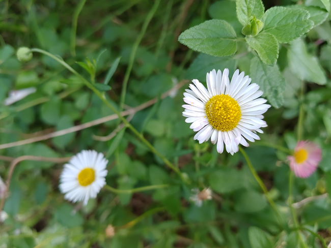 花びらの1枚1枚も鮮明に映る