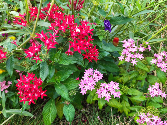 花の色彩や葉っぱの瑞々しい感じが出てる